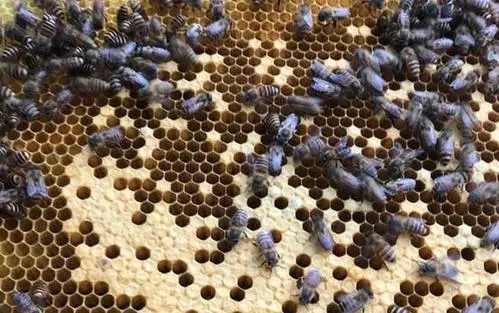 急造王臺的蜂王能用嗎(急造王臺的蜂王好不好) 急造王臺的蜂王能用嗎(急造王臺的蜂王好不好)