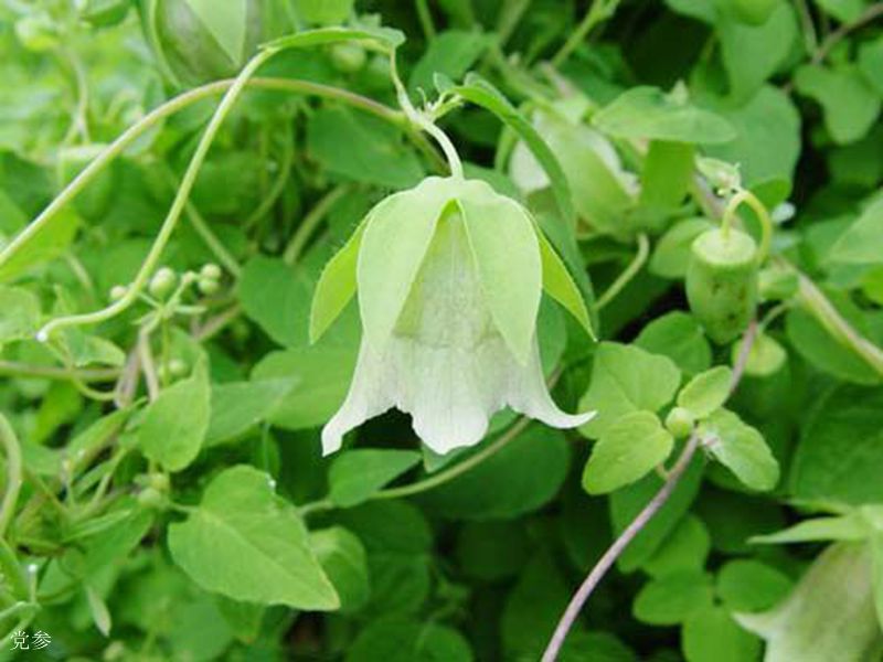 黨參花什么時候開(黨參花開花時間和生長周期) 黨參花什么時候開(黨參花開花時間和生長周期)