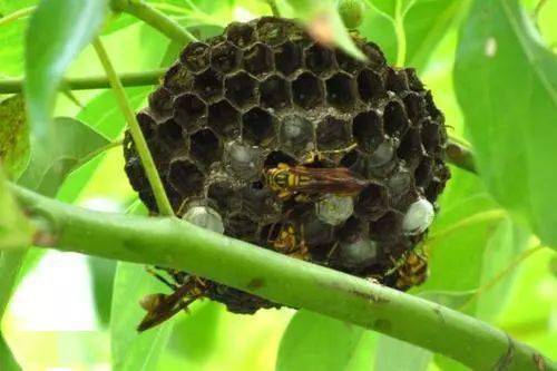 螞蜂與馬蜂區(qū)別（馬蜂和螞蜂的不同）
