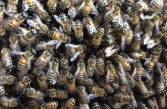 蜜蜂白堊病如何防治？