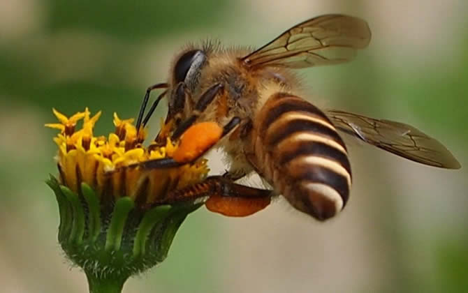 養(yǎng)100箱蜜蜂要多少資金？