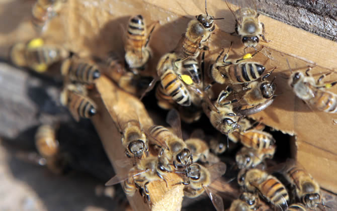 養(yǎng)100箱蜜蜂要多少資金？