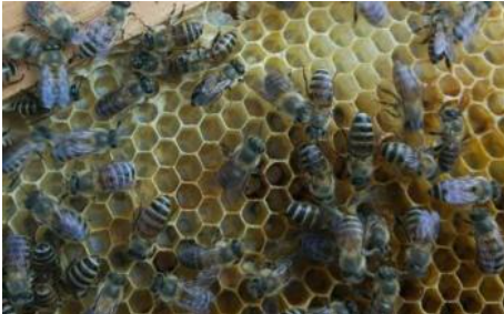 蜂群檢查注意事項(怎么看的出來蜜蜂該分群了) 蜂群檢查注意事項(怎么看的出來蜜蜂該分群了)