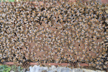 蜂群檢查注意事項(怎么看的出來蜜蜂該分群了) 蜂群檢查注意事項(怎么看的出來蜜蜂該分群了)