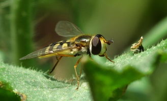 松丹一號(hào)蜂王可與那些蜂種雜交（蜂群的大小及組成）