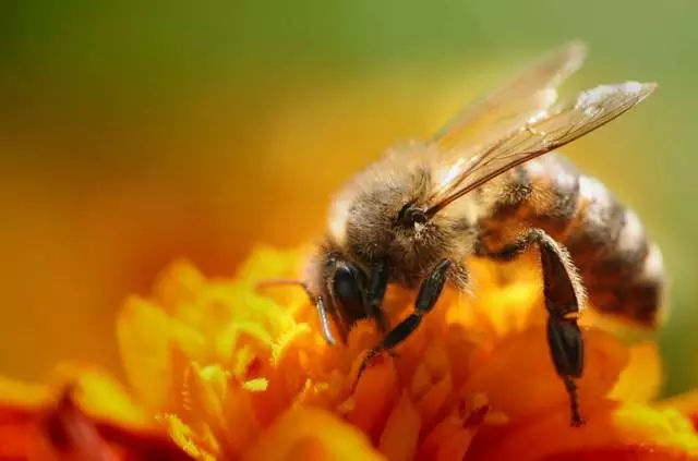 松丹一號(hào)蜂王可與那些蜂種雜交（蜂群的大小及組成）