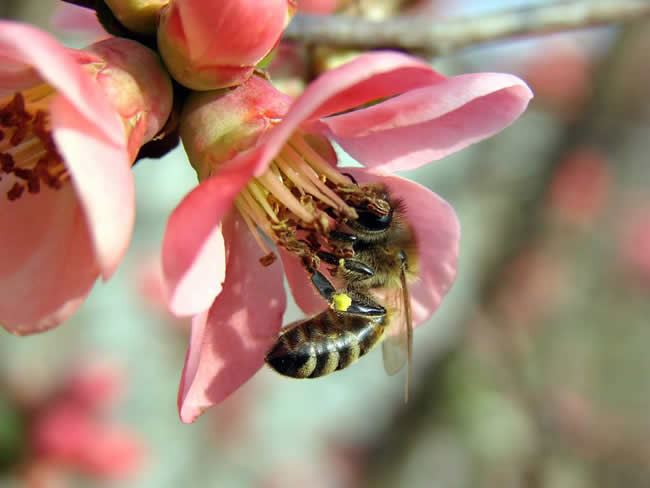 蜜蜂蜇人預(yù)示什么？有什么寓意？(民間被蜜蜂蜇了說法)