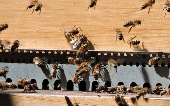 養(yǎng)殖蜜蜂為什么難賺到錢(qián)（養(yǎng)蜂賺錢(qián)么）