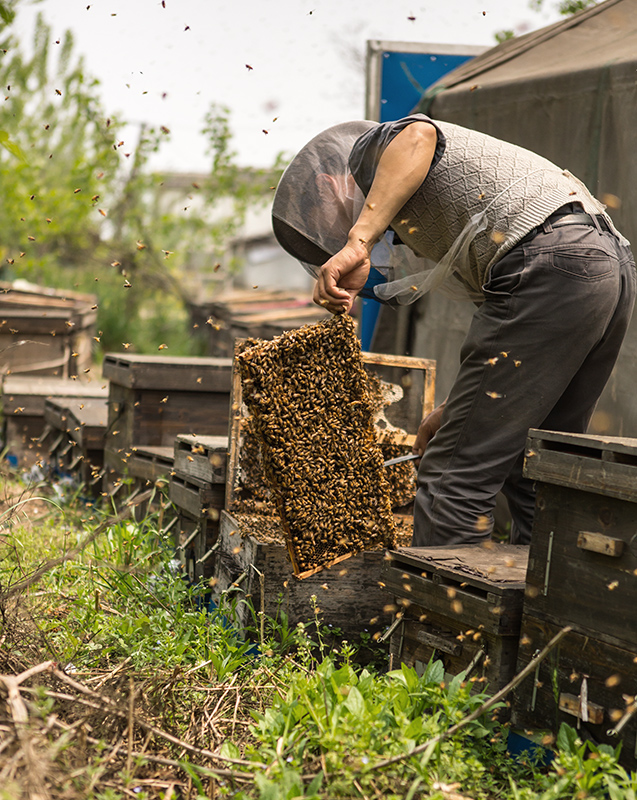 蜜蜂是靠什么回家的(蜜蜂為什么能找到回家的路) 蜜蜂是靠什么回家的(蜜蜂為什么能找到回家的路)
