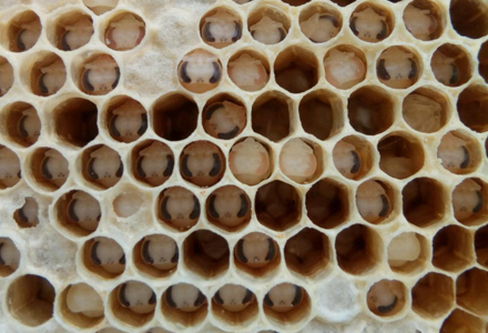 蜂箱外好多白色的蜂蛹什么情況 蜂箱外好多白色的蜂蛹什么情況