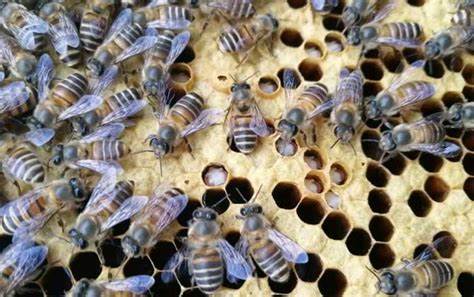 蜂箱外好多白色的蜂蛹什么情況 蜂箱外好多白色的蜂蛹什么情況