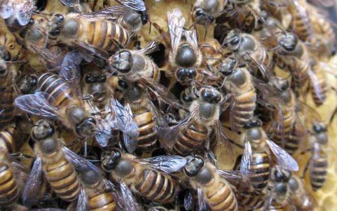 阿壩中蜂有哪些優點和缺點(阿壩中蜂的特點) 阿壩中蜂有哪些優點和缺點(阿壩中蜂的特點)