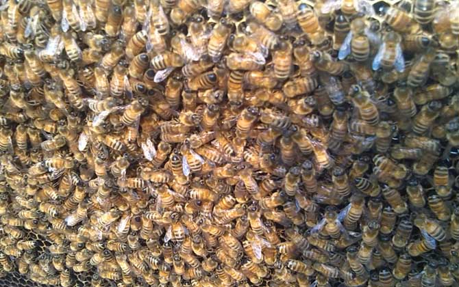 阿壩中蜂有哪些優點和缺點(阿壩中蜂的特點) 阿壩中蜂有哪些優點和缺點(阿壩中蜂的特點)