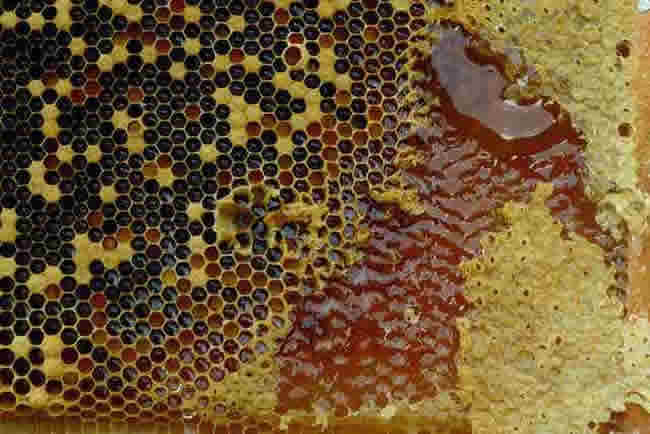 塑料巢礎(chǔ)怎么安裝？