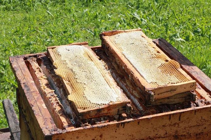 塑料巢礎(chǔ)怎么安裝？