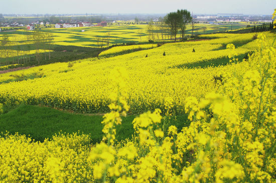 油菜花什么時候開花（油菜花的開花流蜜時間）