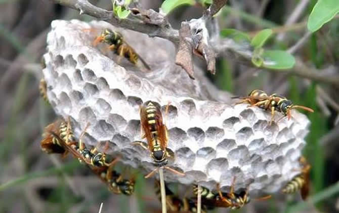 馬蜂窩的藥用價值 馬蜂窩