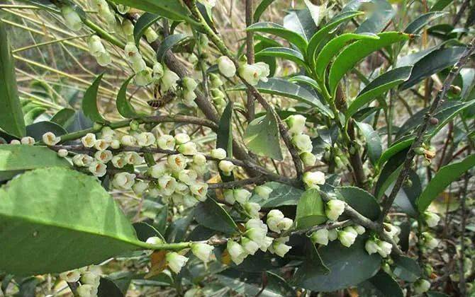 產蜜最多的蜜源植物有哪些？（高產蜜源植物介紹）