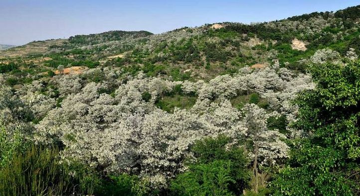 一箱蜜蜂一年能產多少蜂蜜？