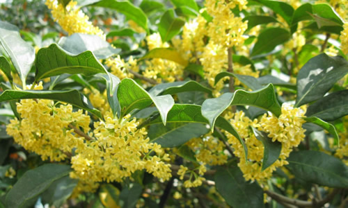 鄉下野外主要蜜源植物有哪些（5種農村常見的蜜源植物）