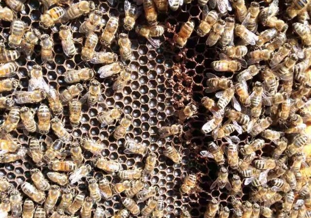 工蜂把王臺咬掉是什么原因(工蜂為什么咬交替王臺) 工蜂把王臺咬掉是什么原因(工蜂為什么咬交替王臺)