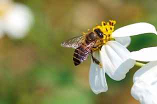 養蜂用的對聯(蜜蜂養殖業對聯大全) 養蜂用的對聯(蜜蜂養殖業對聯大全)