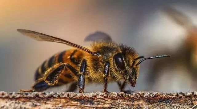 蜜蜂養(yǎng)殖有什么風(fēng)險(xiǎn)（蜜蜂養(yǎng)殖風(fēng)險(xiǎn)大嗎）