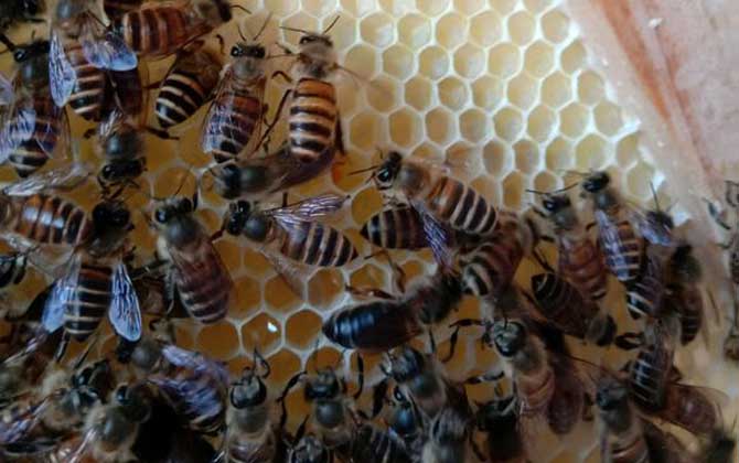 新蜂試飛和盜蜂怎么區(qū)分 新蜂試飛和盜蜂怎么區(qū)分