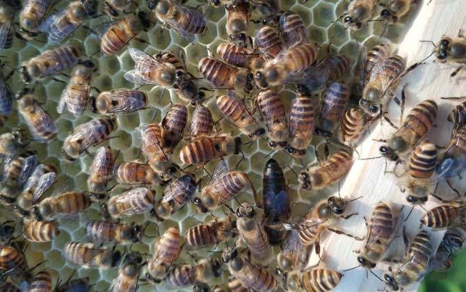 新蜂試飛和盜蜂怎么區(qū)分 新蜂試飛和盜蜂怎么區(qū)分