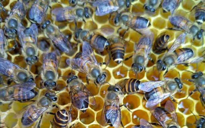 新蜂試飛和盜蜂怎么區(qū)分 新蜂試飛和盜蜂怎么區(qū)分