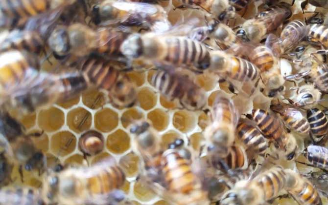 新蜂試飛和盜蜂怎么區(qū)分 新蜂試飛和盜蜂怎么區(qū)分