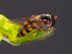 幾只工蜂直接飛進(jìn)空箱是什么情況（蜜蜂不結(jié)團(tuán)直接進(jìn)入空蜂箱，是蜜蜂變懶了嗎）