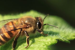 幾只工蜂直接飛進(jìn)空箱是什么情況（蜜蜂不結(jié)團(tuán)直接進(jìn)入空蜂箱，是蜜蜂變懶了嗎）