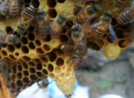 養(yǎng)蜂巢脾的調(diào)整原則(巢脾怎么調(diào)整) 養(yǎng)蜂巢脾的調(diào)整原則(巢脾怎么調(diào)整)