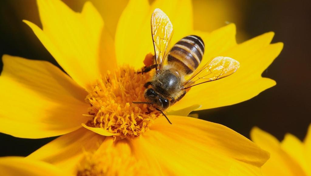 怎么清理工產工蜂(處置工蜂產卵) 怎么清理工產工蜂(處置工蜂產卵)