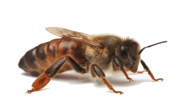 【蜜蜂知識】蜂王的食物有哪些? 蜂王