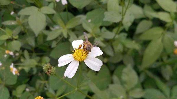 新收的蜜蜂要關幾天 新收的蜜蜂要關幾天