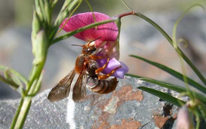 偵查蜂一次會有多少只? 偵查蜂