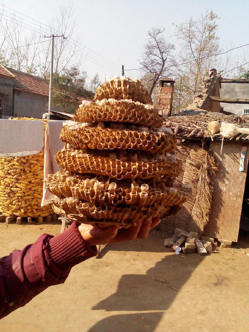 蜜蜂來家里做窩好嗎 蜜蜂來家里做窩好嗎