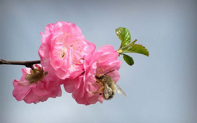 蜜蜂養殖如何防止分蜂? 蜜蜂養殖