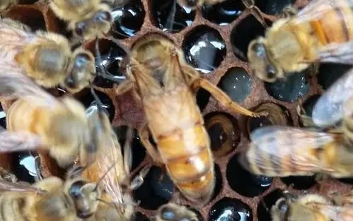 偵查蜂從來(lái)都不采蜜嗎(蜜蜂偵查蜂每天都有嗎) 偵查蜂從來(lái)都不采蜜嗎(蜜蜂偵查蜂每天都有嗎)