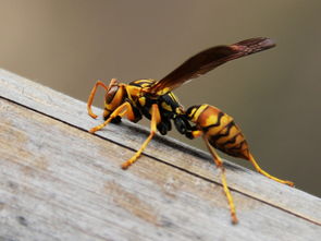 胡蜂采水蜂怎么找（采水蜂跟蹤法）