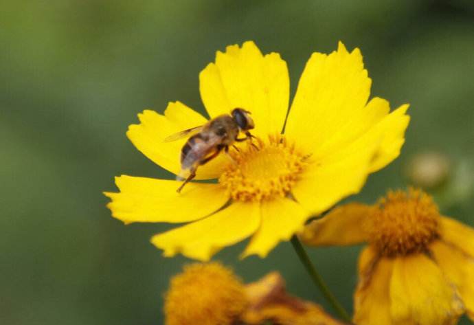 【蜜蜂知識】新手養(yǎng)蜂不能貪婪這兩樣?xùn)|西 新手養(yǎng)蜂不能貪婪這兩樣?xùn)|西