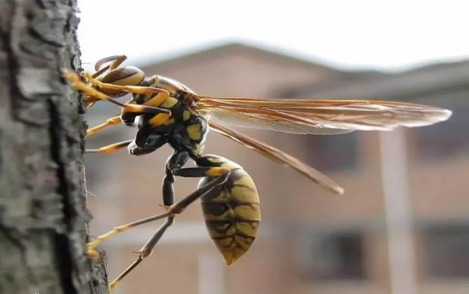 馬蜂(胡蜂)可不可以采蜜和釀蜜？(馬蜂和蜜蜂有什么不同)