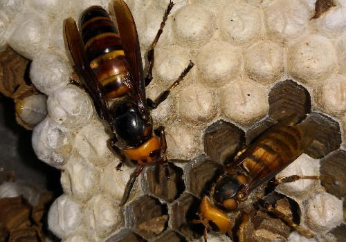 胡蜂養(yǎng)殖需要辦理哪些手續(xù)(人工養(yǎng)殖馬蜂喂什么) 胡蜂養(yǎng)殖需要辦理哪些手續(xù)(人工養(yǎng)殖馬蜂喂什么)