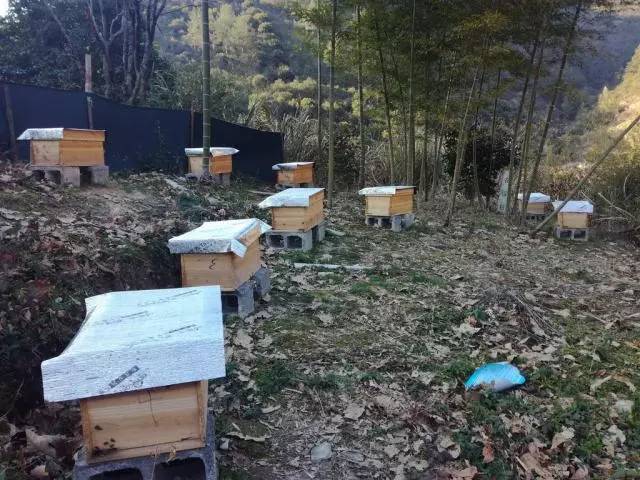 中蜂格子箱改良箱有手提式蜂箱嗎(格子蜂箱改良技術) 中蜂格子箱改良箱有手提式蜂箱嗎(格子蜂箱改良技術)