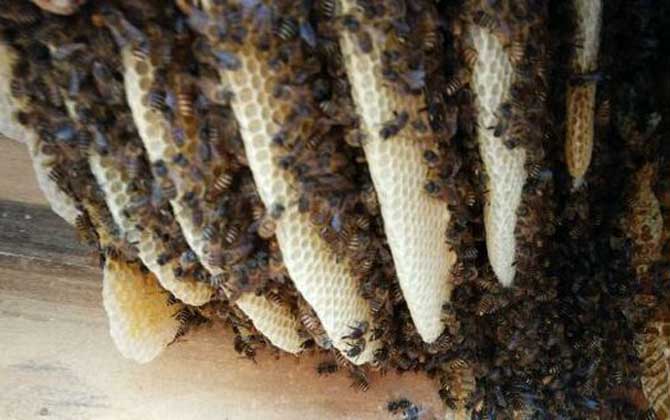 蜂巢是怎么形成的（蜂巢的形成過(guò)程）