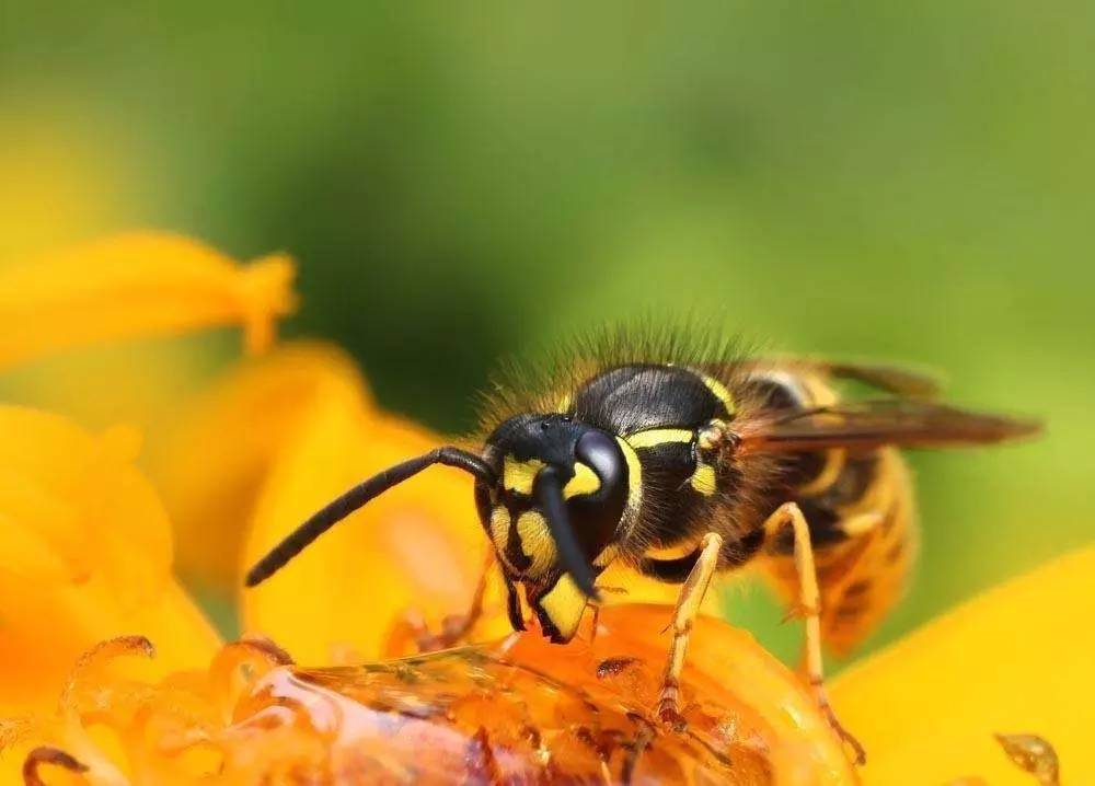 夢見在蜜蜂群中捉到蜂王是怎么回事(為什么會夢到抓蜂王) 夢見在蜜蜂群中捉到蜂王是怎么回事(為什么會夢到抓蜂王)
