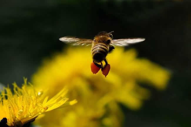 【蜜蜂知識】蜂王不產卵的原因 蜂王不產卵的原因
