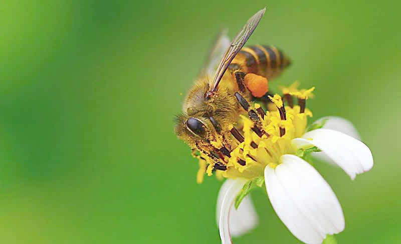 【蜜蜂知識】蜂王不產卵的原因 蜂王不產卵的原因